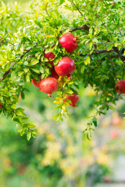 Pomegranate Trees Pomegranate Orchard, Mugla Turkey pomegranate tree stock pictures, royalty-free photos & images