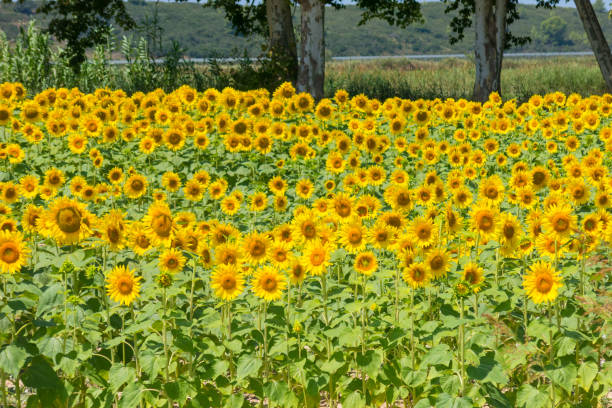 istock Sunflowers field under the blue sky 884154844