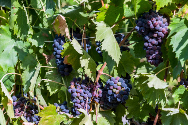 istock Bunch of red grapes on the vine 884161396