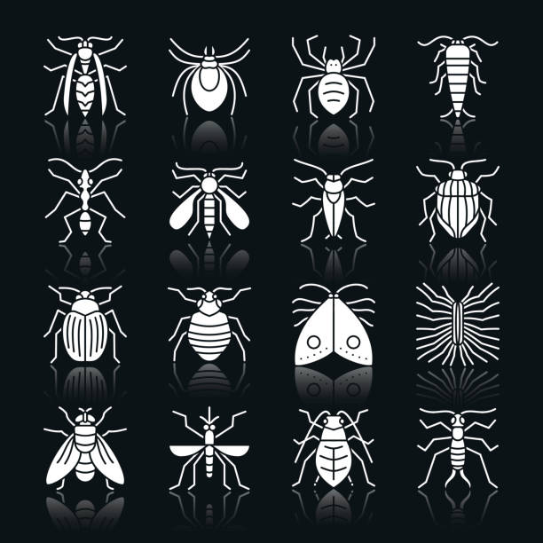 insects_white_silhouette_reflection Insect white silhouette with reflection icon set. Beetle, bugs monochrome flat design symbol collection. Entomology simple graphic pictogram pack. Web, icon, print, tattoo concept. Vector illustration myriapoda stock illustrations