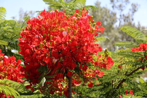 istock Red blooming flame tree in Brisbane, Queensland Australia 884183822