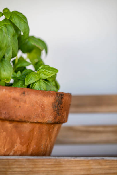istock Basil In A Pot Plant 884183898