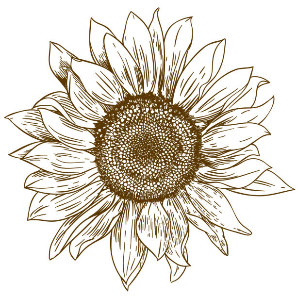 ilustrações de stock, clip art, desenhos animados e ícones de engraving drawing illustration of big sunflower - sunflower