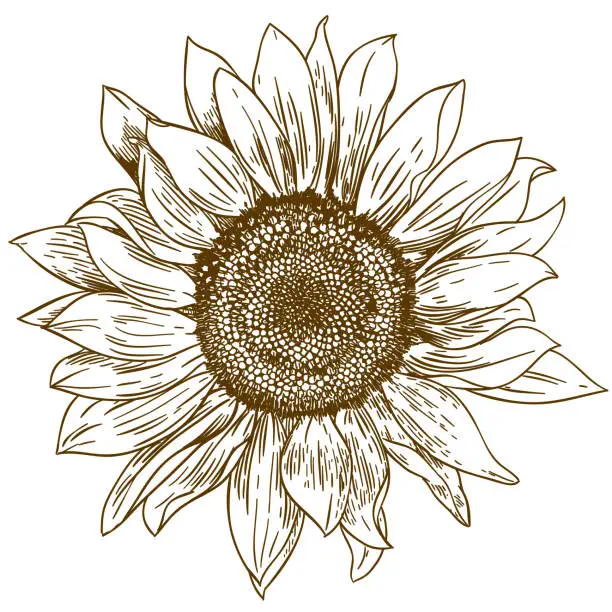 Vector illustration of engraving drawing illustration of big sunflower