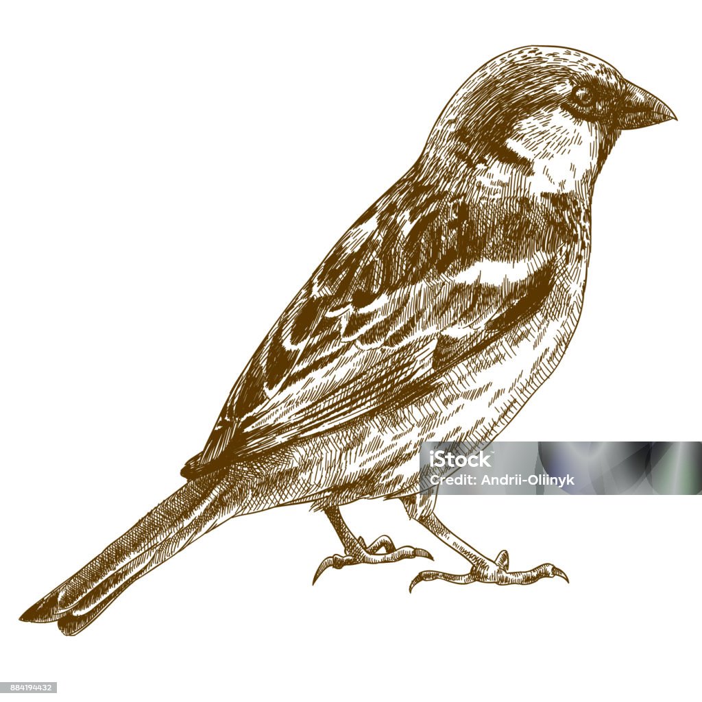 illustration dessin gravure du Bruant - clipart vectoriel de Oiseau libre de droits