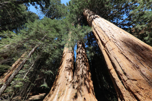 istock Giant Sequioa Trees in Sequioa National Park. California. USA 884197132