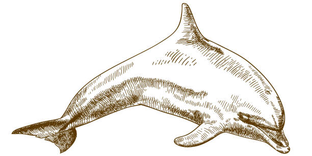 гравюра рисунок иллюстрация прыжки дельфина - dolphin porpoise mammal sea stock illustrations