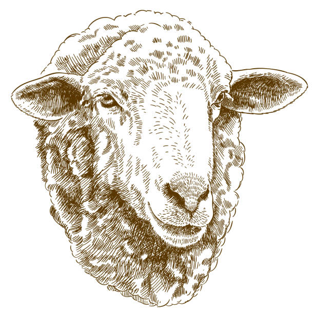 engraving drawing illustration of sheep head Vector antique engraving drawing illustration of sheep head isolated on white background sheep illustrations stock illustrations