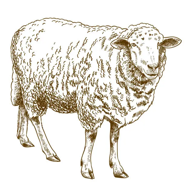 Vector illustration of engraving drawing illustration of sheep