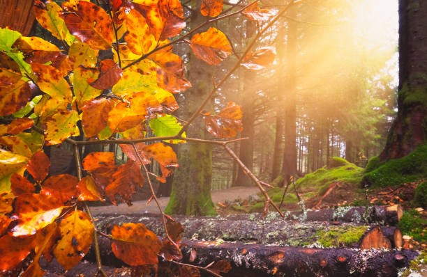 raggi del sole nella foresta in agosto in norvegia - beech tree wilderness area forest log foto e immagini stock