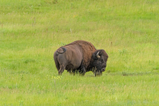 istock American Bison in the Grasses in Spring 884214964