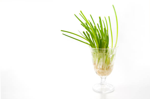 regenerated vegetables