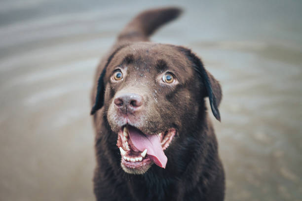 istock Dog is Playing Outdoors 884251362