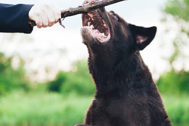 istock Dog is Playing Outdoors 884251364