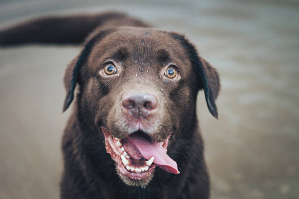 istock Dog is Playing Outdoors 884251378
