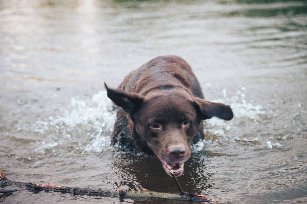 istock Dog is Swimming and Playing Outdoors in the Pond 884256014