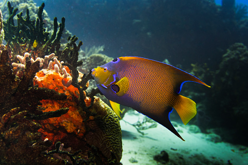 Stock photo of a large Queen Angelfish off the coast of Cozumel, Mexico.