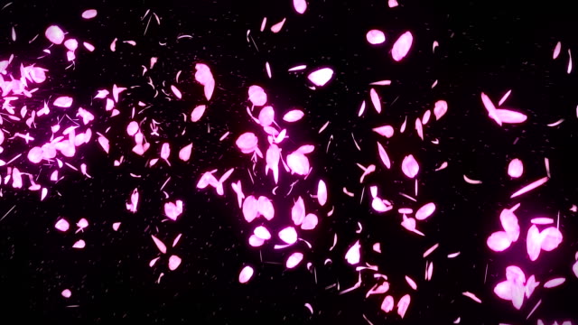 Cherry Blossom Petals Falling On Black Background Loop Glitter Animation  Stock Video - Download Video Clip Now - iStock