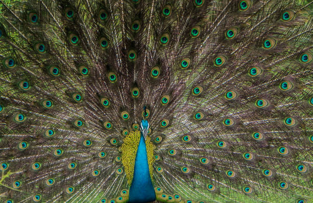 istock Close up of a Peacock 884270032