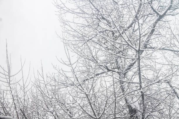 istock First snow. Snow flakes in the air. White branches on the trees. Winter. 884275900