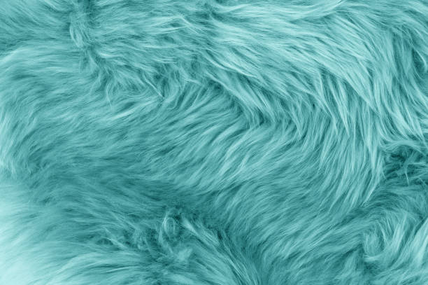 fondo de alfombra de piel de oveja azul turquesa - piel textil fotografías e imágenes de stock