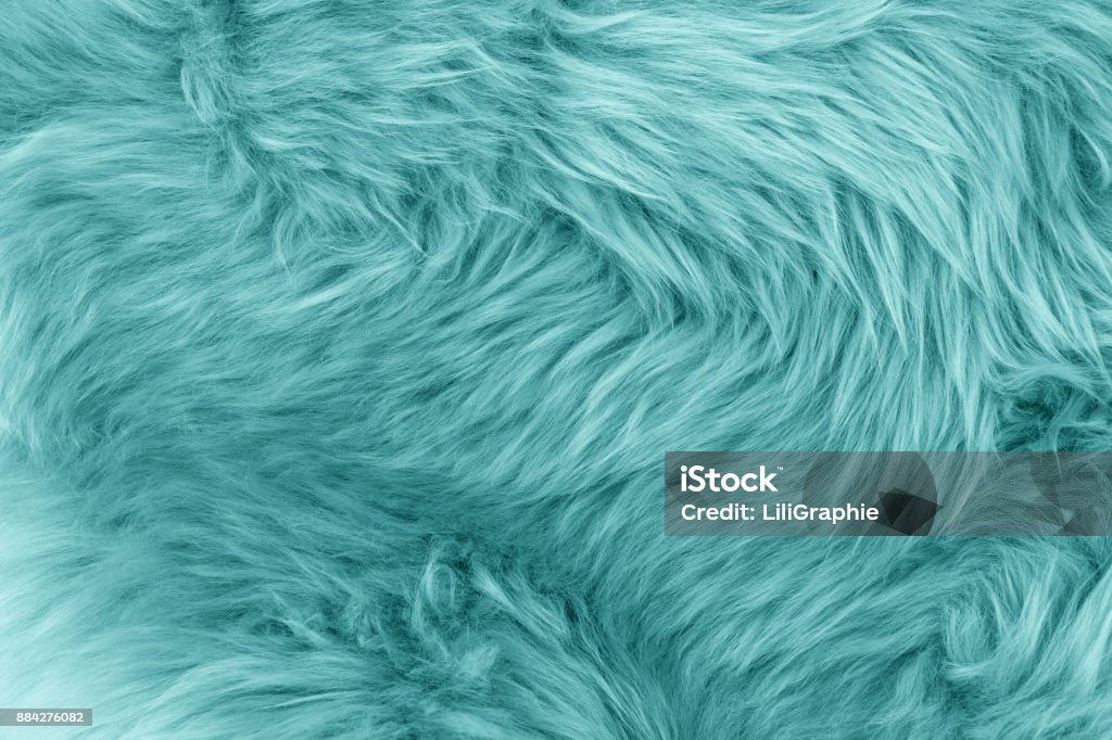 Turquoise blue sheepskin rug background Turquoise blue sheepskin rug background. Wool texture. Close up sheep fur Fur Stock Photo
