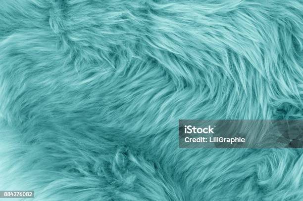 Turquoise Blue Sheepskin Rug Background Stock Photo - Download Image Now - Fur, Textured, Backgrounds
