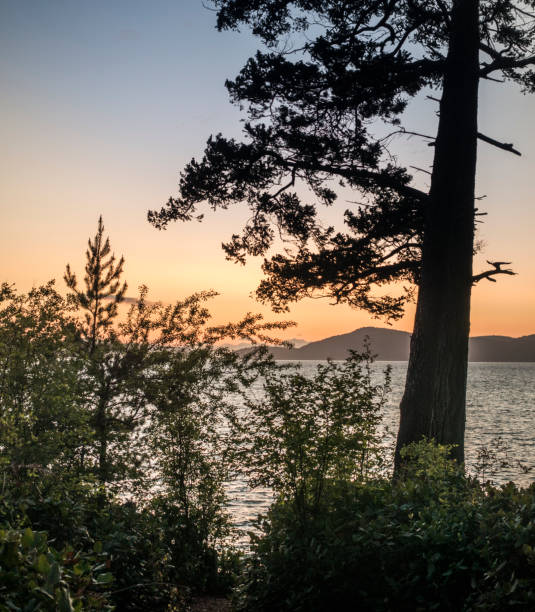 istock San Juan Islands Washington State USA Sunset Tree Silhouette 884282174