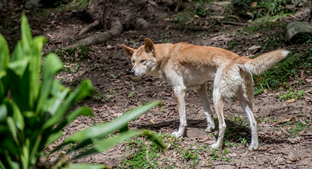 istock Australian dingo on the prowl. 884301226