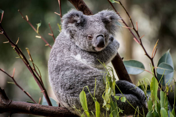 istock A Koala {bear} an Australian native marsupial in  the fork of a Eucalyptus tree. 884301452