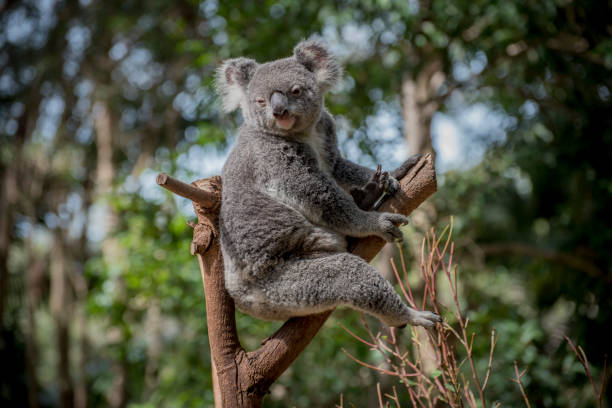 istock A Koala {bear} an Australian native marsupial in  the fork of a Eucalyptus tree. 884301592