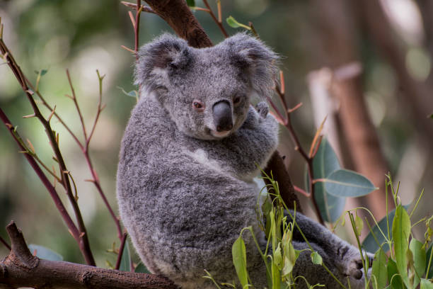 istock A Koala {bear} an Australian native marsupial in  the fork of a Eucalyptus tree. 884303994