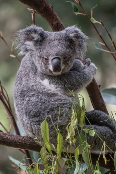 istock A Koala {bear} an Australian native marsupial in  the fork of a Eucalyptus tree. 884306706