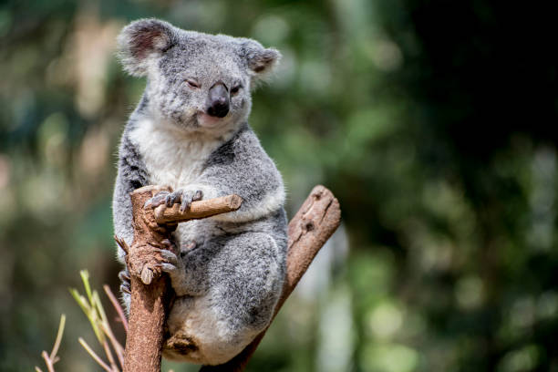 istock A Koala {bear} an Australian native marsupial in  the fork of a Eucalyptus tree. 884306792