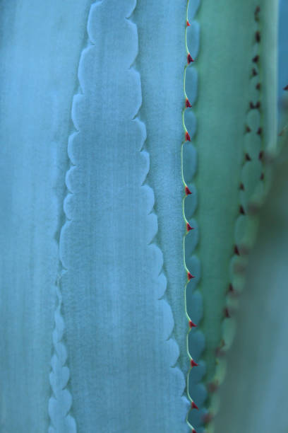 istock Thorn of cactus leaf texture 884309016