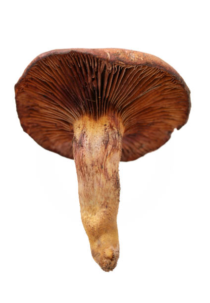 istock Red pine tree mushrooms  isolated in a white background 884309314