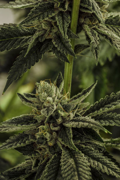 istock Live Cannabis Macro Bud Shot 884309374