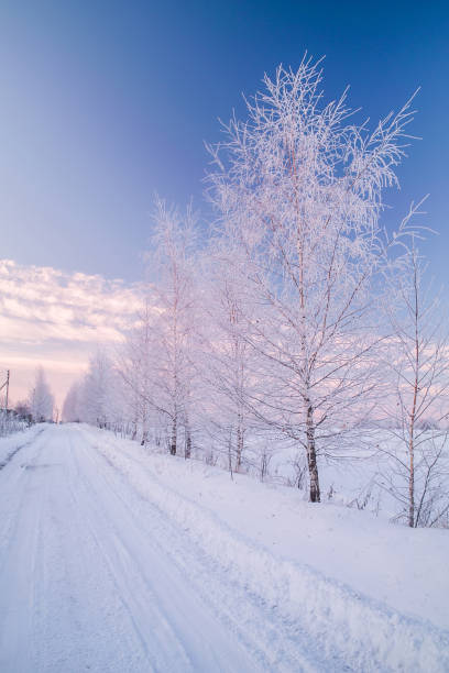 istock Frozen snowy birch alley 884310008
