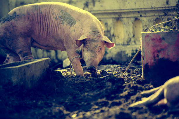 A pity pig on the dirty ground.