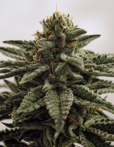 Live Cannabis Macro Bud Shot Live cannabis macro bud shot, in flowering. rosin stock pictures, royalty-free photos & images