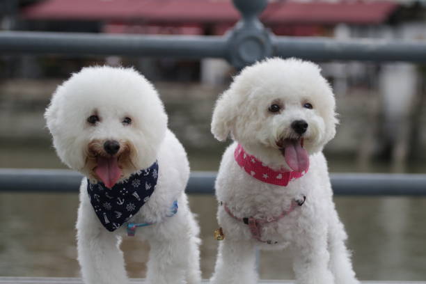 istock Cute toy poodle portraits 884321220