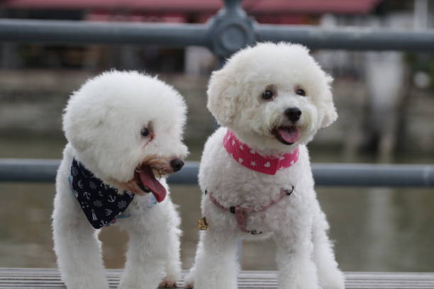 istock Cute toy poodle portraits 884321234