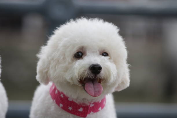 istock Cute toy poodle portraits 884321240