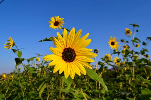 girasoles en texas - autumn blue botany clear sky fotografías e imágenes de stock