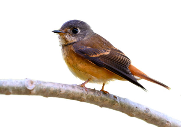 istock Ferruginous flycatcher (Muscicapa ferruginea) beautiful brown bird perching on curved branch isolated over white background, fascinated animal 884330542