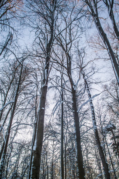 istock Trees alley at winter sunset 884330852