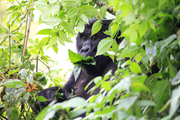 goryl górski jedzący w parku narodowym bwindi impenetrable forest w zachodniej ugandzie. - virunga national park zdjęcia i obrazy z banku zdjęć