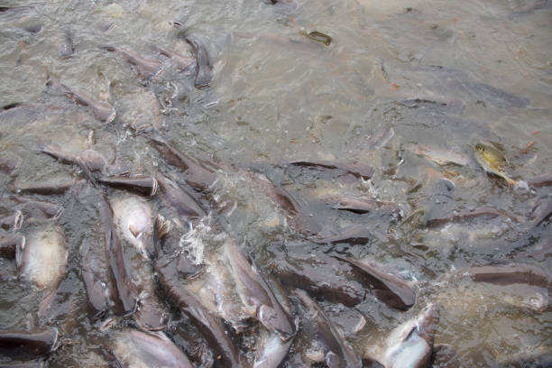 istock fishes crowd In the pond 884341094