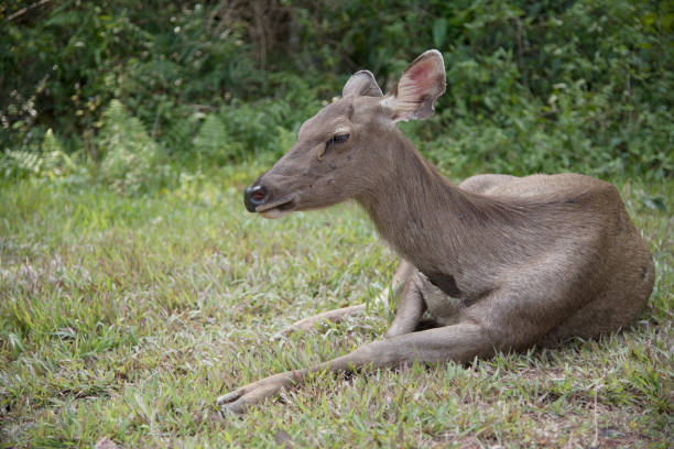 istock head of brow-antlered deer 884341156