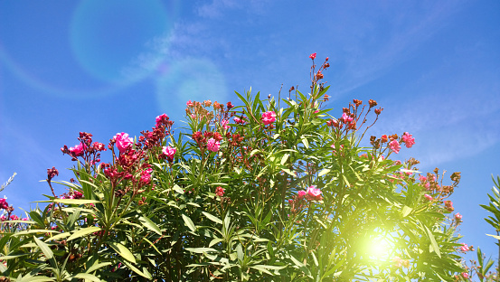 The oleander bushes against the clear sky in autumn in Montenegro